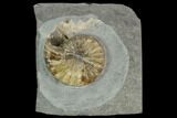 Agatized Asteroceras Ammonite Fossil - England #130212-1